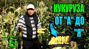 КАК ВЫРАСТИТЬ КУКУРУЗУ В ГРУНТЕ В ЗОНЕ РИСКОВАННОГО ЗЕМЛЕДЕЛИЯ? ЭКОСАД (ОГОРОД) И ТЕПЛИЦА 22-6