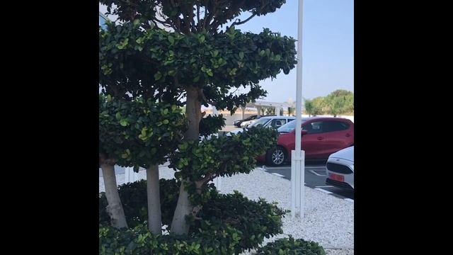 БОНСАЙ ИЗ ФИКУСА РЕТУЗА смотреть онлайн