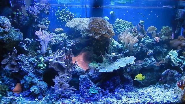90 Gallon Reef Aquarium @ Home смотреть онлайн
