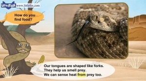Meet the Animals 14 | Rattlesnake | Wild Animals | Little Fox | Animated Stories for Kids