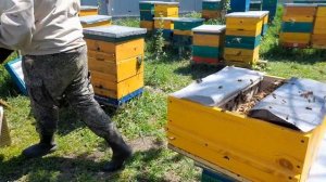 НАИЛУЧШИЙ МЕТОД. УНИКАЛЬНАЯ ДИАФРАГМА. умный улей.