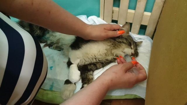 СПАСЕНИЕ КОТЕНКА ОТ СМЕРТИ (ОСТАВАЛОСЬ ЖИТЬ 2 ЧАСА)