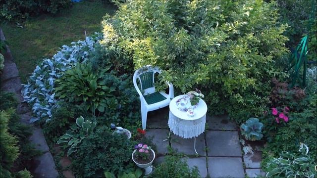 БЫСТРОРАСТУЩИЕ КУСТАРНИКИ. Мадонна не черная, а яркая, цвета лайма. смотреть онлайн