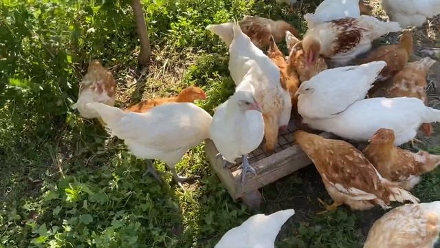 Выбор Бресса петух на племя //Цыплят 22 года смотреть онлайн