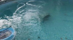 Робот-пылесос для бассейна Intex ZX300 28005