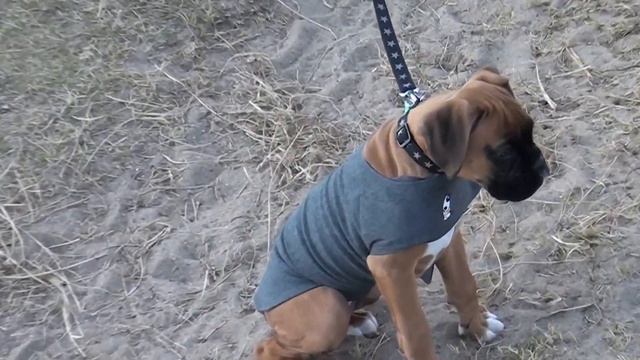 Spud's first walkies смотреть онлайн
