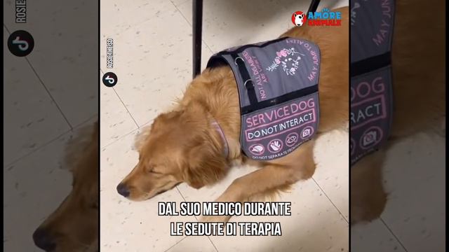 Rosie il Golden Retriever che cura ansia e depressione смотреть онлайн