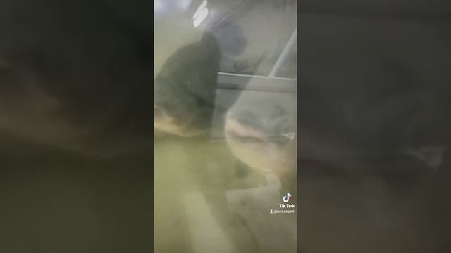 Рыба Паку смотреть онлайн