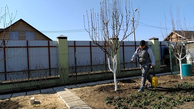 Чем опрыскивать деревья и кустарники весной, когда, сколько раз смотреть онлайн