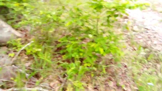 May 18, 2021 Echinacea angustifolia (Narrow-leaved Purple Coneflower ) смотреть онлайн