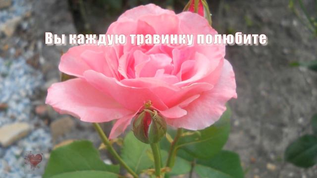 Драгоценным женщинам планеты!Послание Богини Матери. смотреть онлайн
