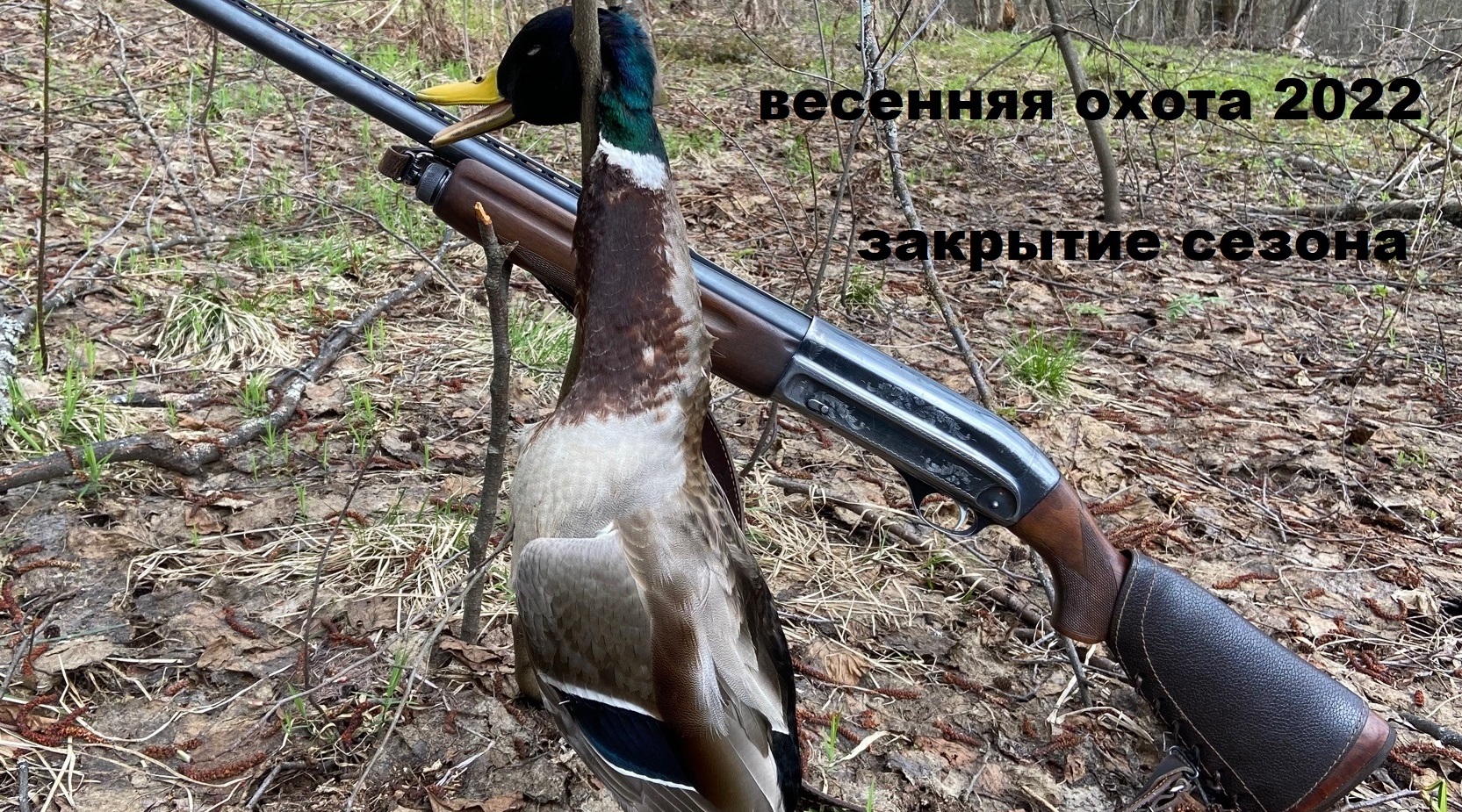 Закрытие. Весенняя охота с подсадной 2022. весенняя охота на селезня с подсадной смотреть онлайн