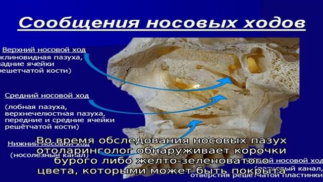 Причины появления трещин в носу смотреть онлайн
