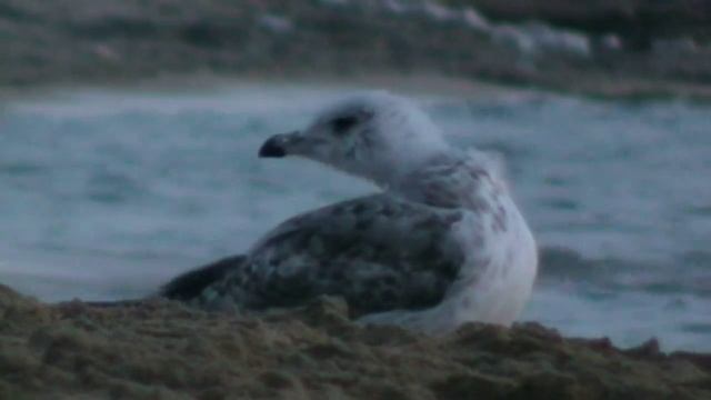 Gabbiani смотреть онлайн