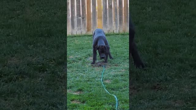 Cane Corso Nox first time with sprinkler!! смотреть онлайн