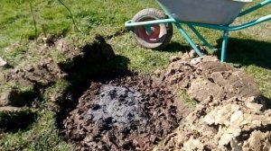 Терракотовая парковая роза.  Посадка розы по всем правилам.