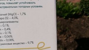 Левкой. Выращиваю по правилам