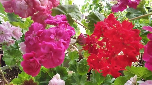 Пеларгония Розалинда и др. Мои мысли про удобрения. смотреть онлайн