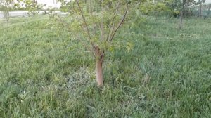 Пересадка взрослой шелковицы - 4 часть. Все очень просто