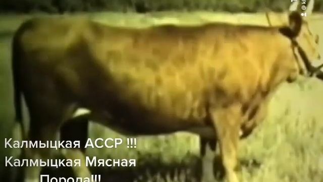 Скот Калмыцкой Мясной Породы !!! Калмыцкая АССР!!!#Калмыцкая_АССР#ӨӨРД Хальмг_Тангч#Алый_Лев77 смотреть онлайн