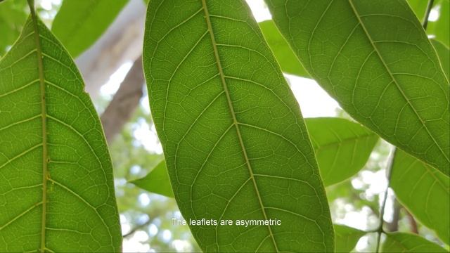 SWIETENIA MACROPHYLLA (MAHOGANY)