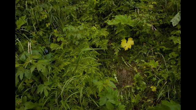 Bach : Partita For Solo Violin No.1 In B Minor, BWV 1002 - II