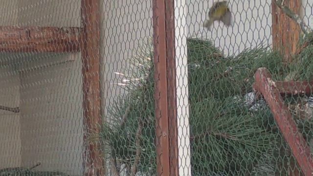 Степной жаворонок . Пение в вольере с расстояния 3 метра смотреть онлайн