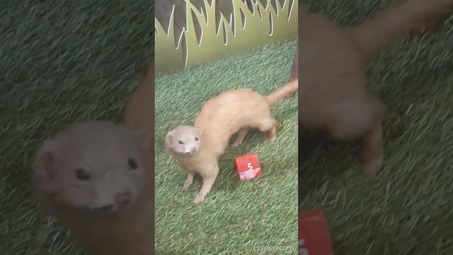 чучела животных 2.mp4