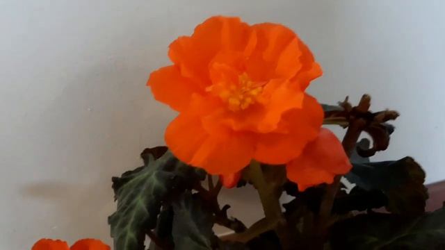 Бегония клубневая Амери гибрид Мандарин. смотреть онлайн