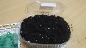 ПОСЕВ МЕЛИССА ЛЕКАРСТВЕННЫЙ НА РАССАДУ. ЛИМОННЫЙ АРОМАТ? #мелисса #лимонный #рассада