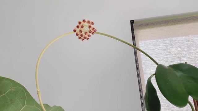 Hoya Kerrii Variegata in Bloom l Flowering Houseplant смотреть онлайн