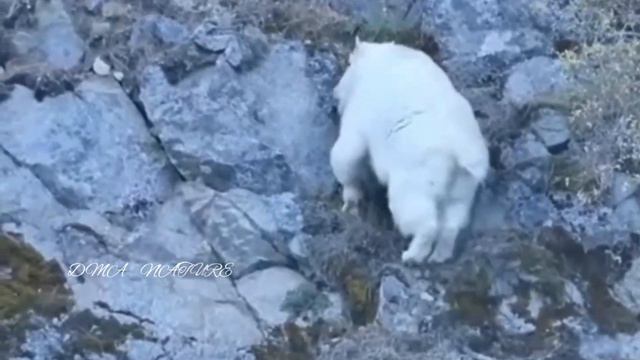 Dospolova M. A. Горные козы. Дикие козы. Всё о горных козах