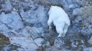 Dospolova M. A. Горные козы. Дикие козы. Всё о горных козах