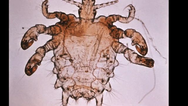 Рецепт плова прикол. смотреть онлайн