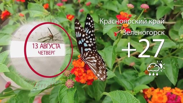 Погода в Красноярском крае на 13.08.2020 смотреть онлайн