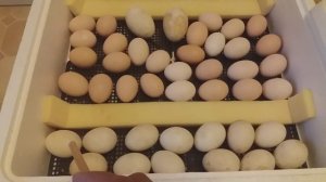 Сложная инкубация. Отключение переворота яиц???