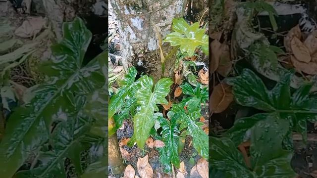 Philodendron Green Dragon смотреть онлайн