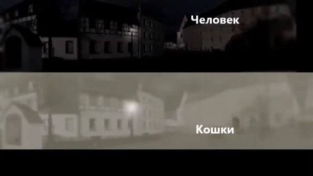 Как кошки видят в темноте? смотреть онлайн
