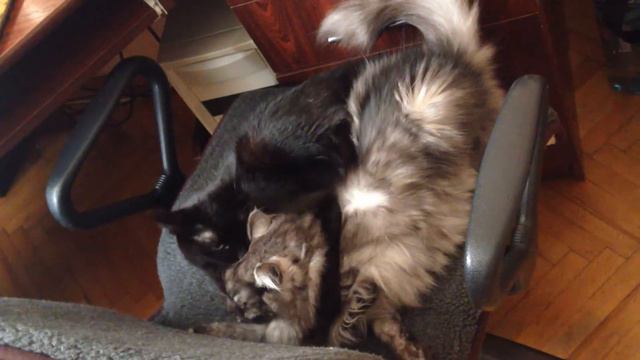 Приколи з котами! Від кохання до кусання один крок! смотреть онлайн