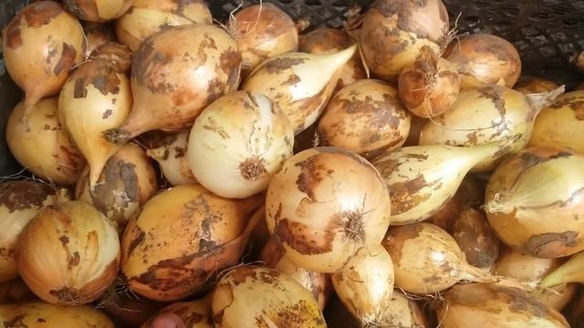 Голландский лук. Выгодно или нет. Центурион. смотреть онлайн
