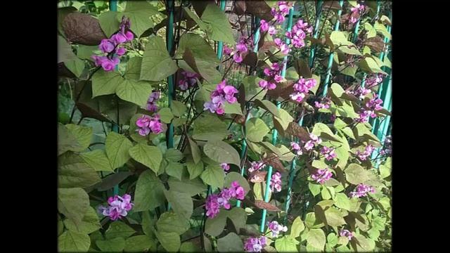 Сестра Меладзе Лиана Фото смотреть онлайн