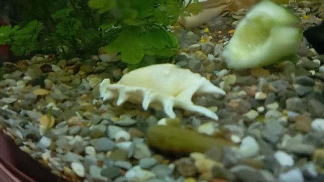 новые изменения в аквариуме(очень интересное видео! )#35...:01 смотреть онлайн