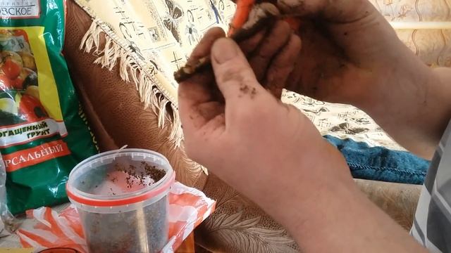 Ежевика, посылка из Украины от Антона и Натальи Чекановых, ремонтантная ежевика. смотреть онлайн