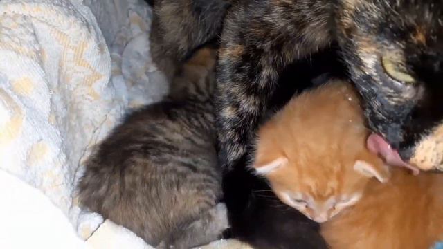 Котятам две недели смотреть онлайн