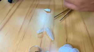 Unboxing Heteropoda (Sparassidae)