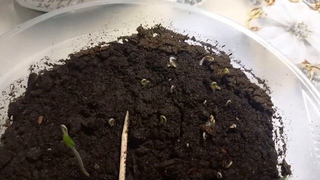Результат на лицо!!!🍅🍅🍅🍅🍅 Всходы появились так быстро!!!!🤗👍🏻👍🏻👍🏻👍🏻 смотреть онлайн