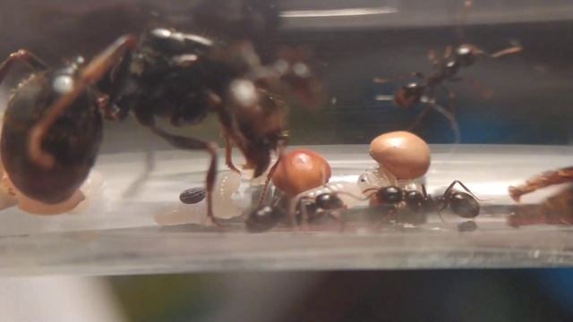 ОБЗОР МУРАВЬЕВ MESSOR CAPITATUS