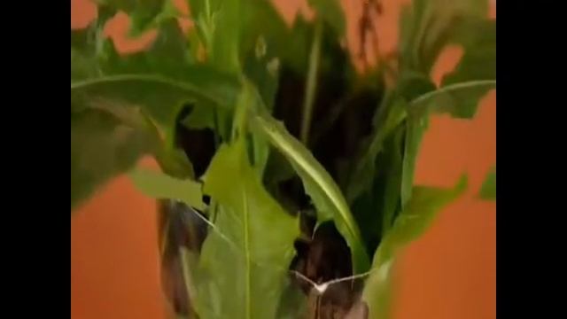 ЛАЙФХАК С ПЛАСТИКОВЫМИ БУТЫЛКАМИ смотреть онлайн