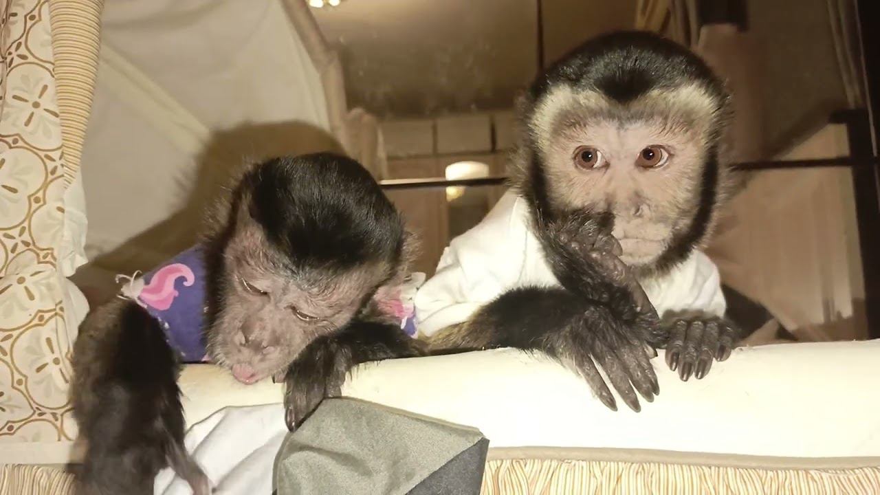 Капуцины Ульяна и Милана перед сном #monkey #обезьяна #pets #babymonkey #animals #funny #cute #zoo