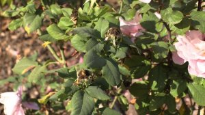 Дистант Дримс - парковая роза, Питомник роз Полины Козловой rozarium.biz